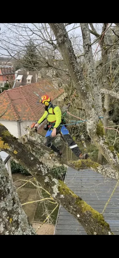 Élagage professionnel